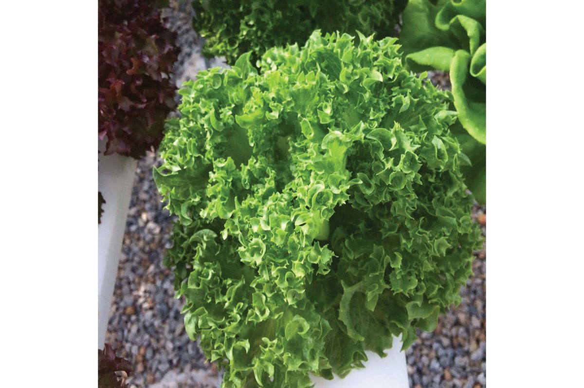 Cristabel – Pelleted Lettuce Seed